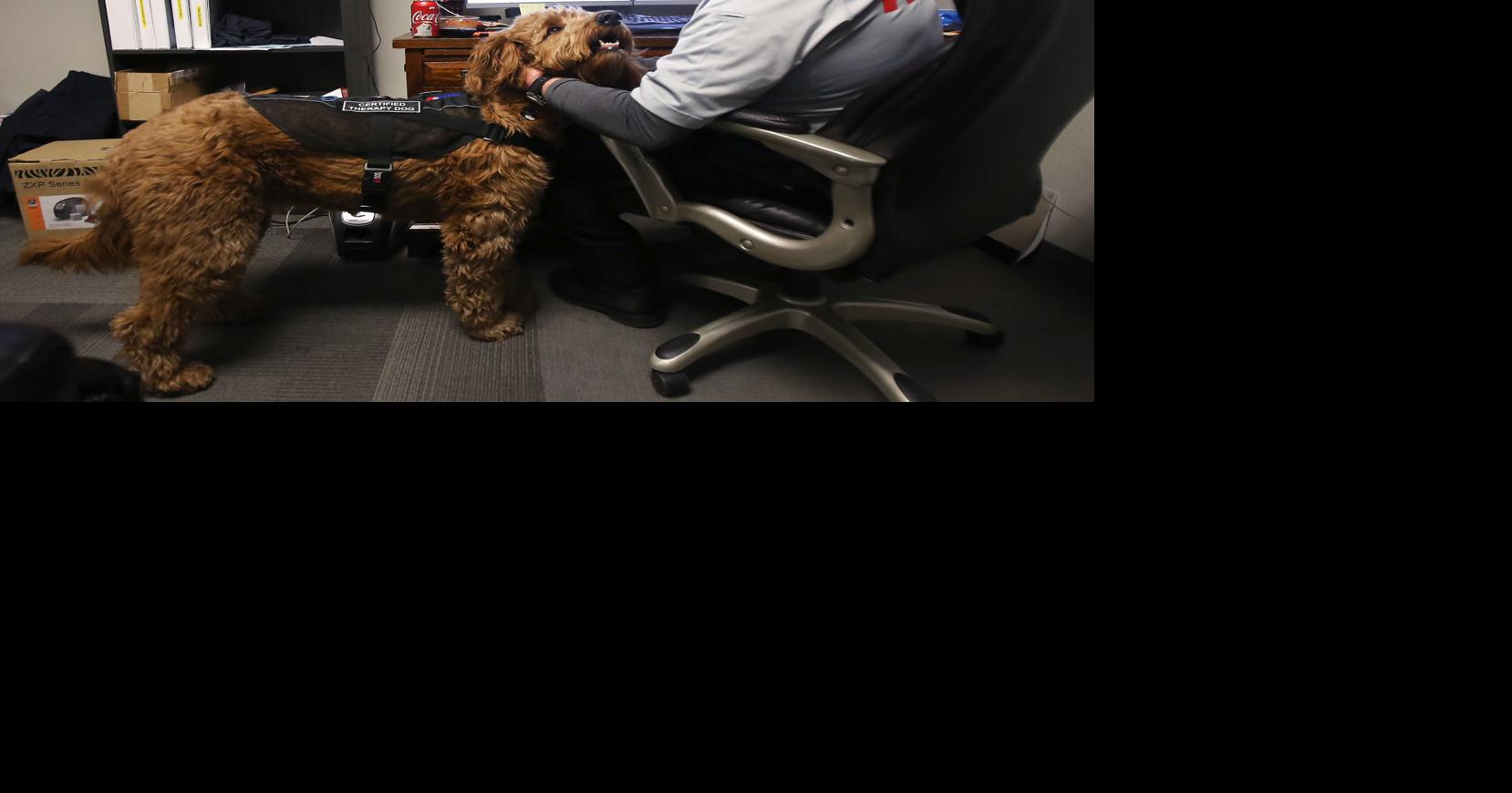 Therapy dog joins AMR ranks