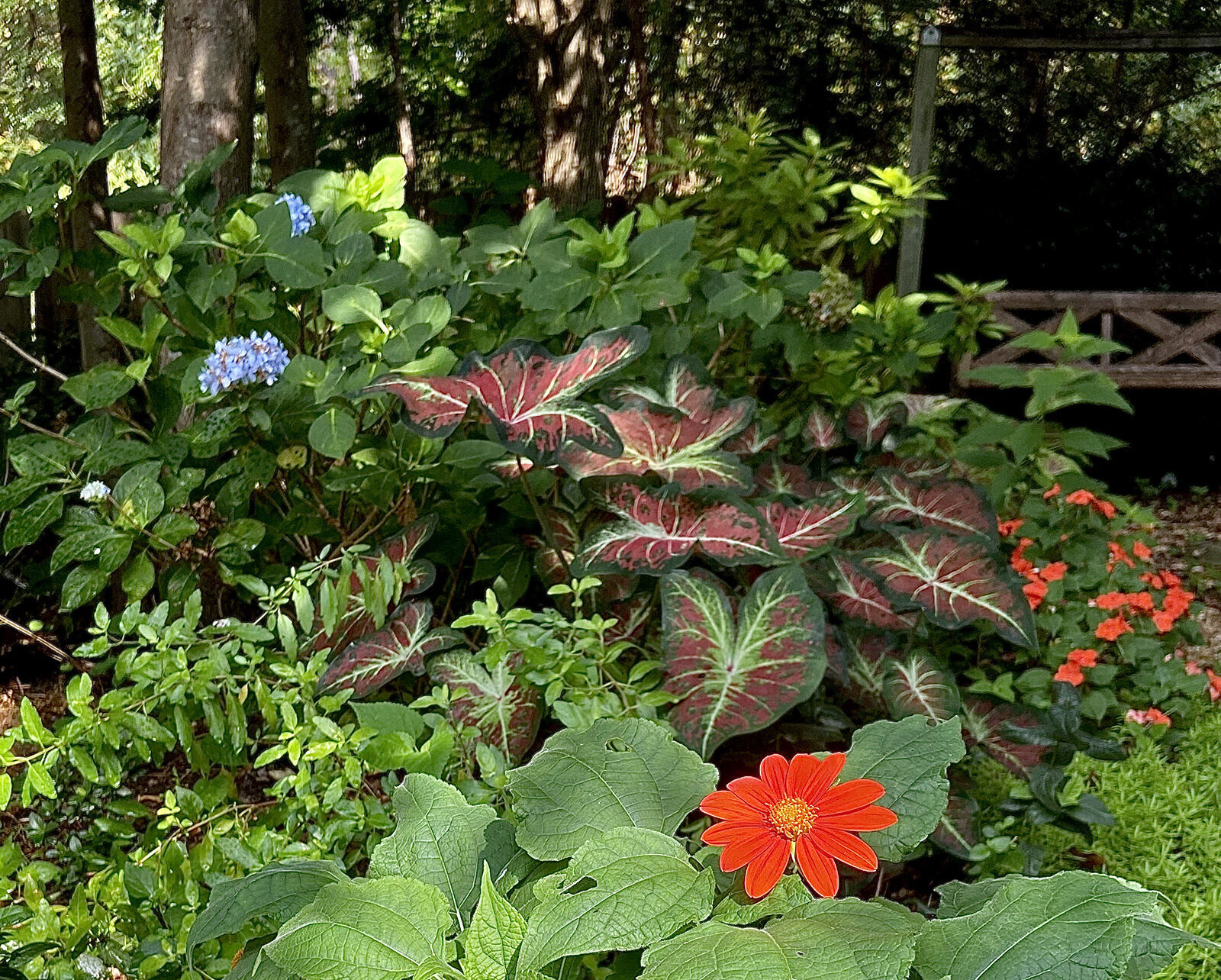 Caladium best sale and dogs