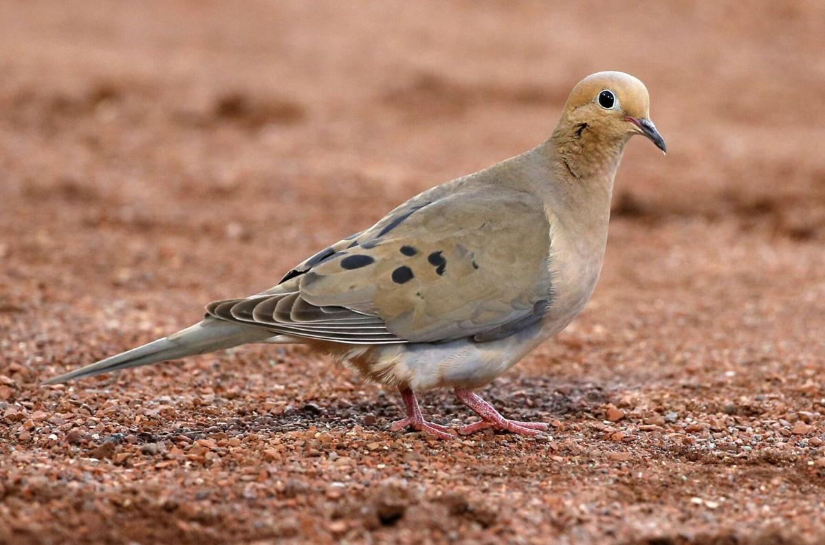 ‘Ripe conditions’ expected for Texas dove season