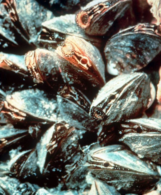 City to inspect Lake Waco boats for invasive mussels Environment