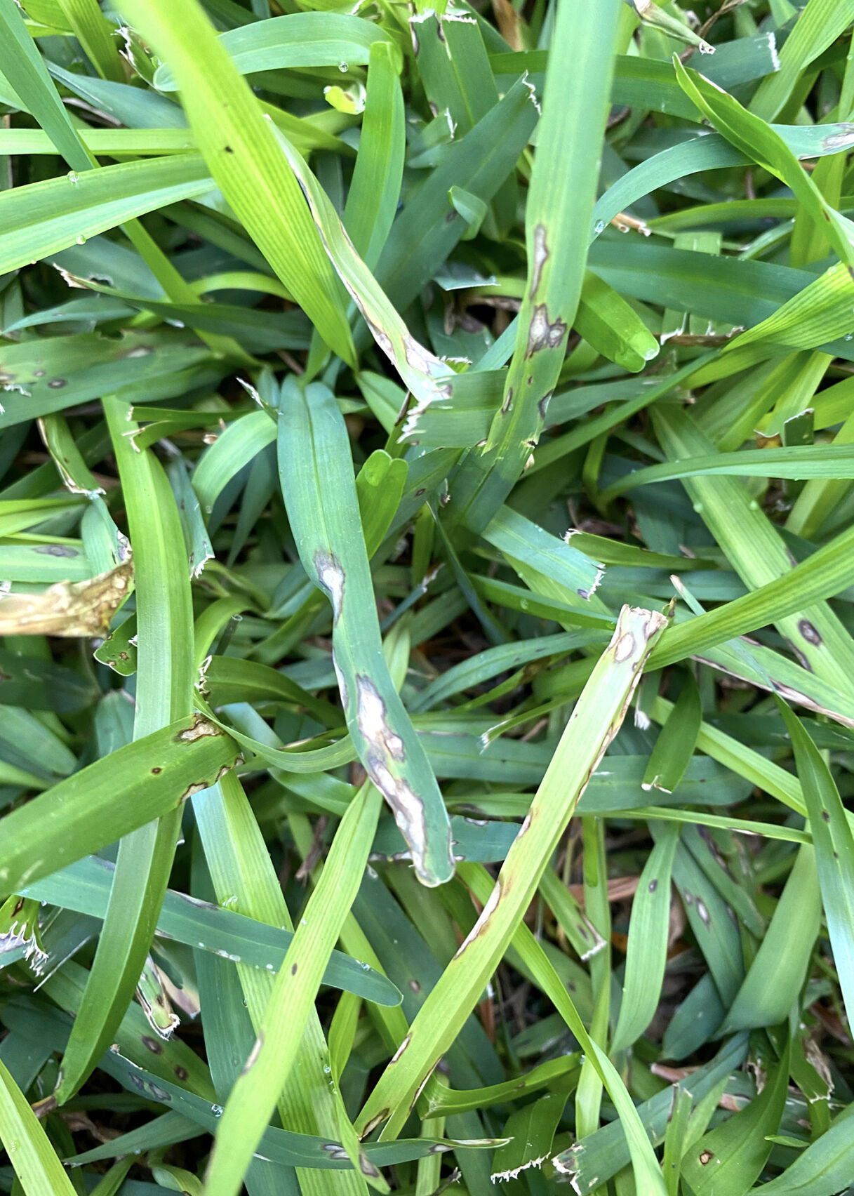 Neil Sperry: Gray leaf spot showing up in lawn | Local News | wacotrib.com
