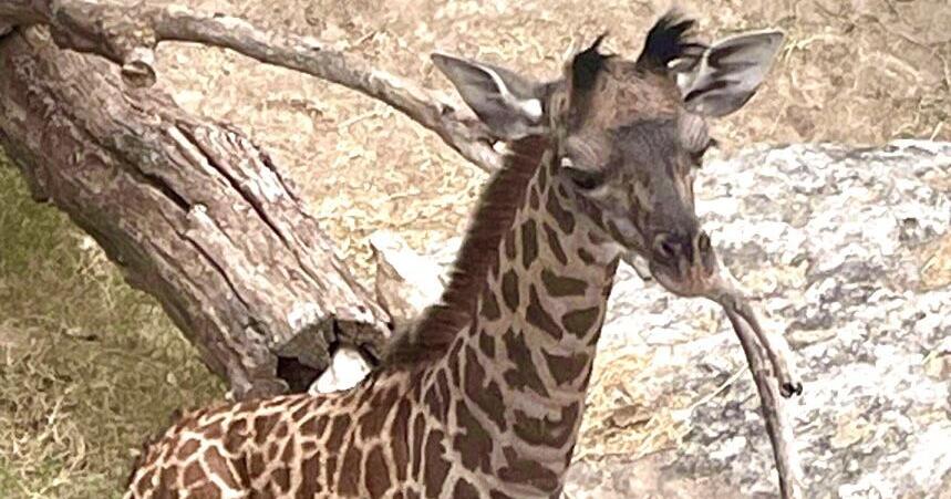Waco's Cameron Park Zoo loses baby giraffe days after death of mother