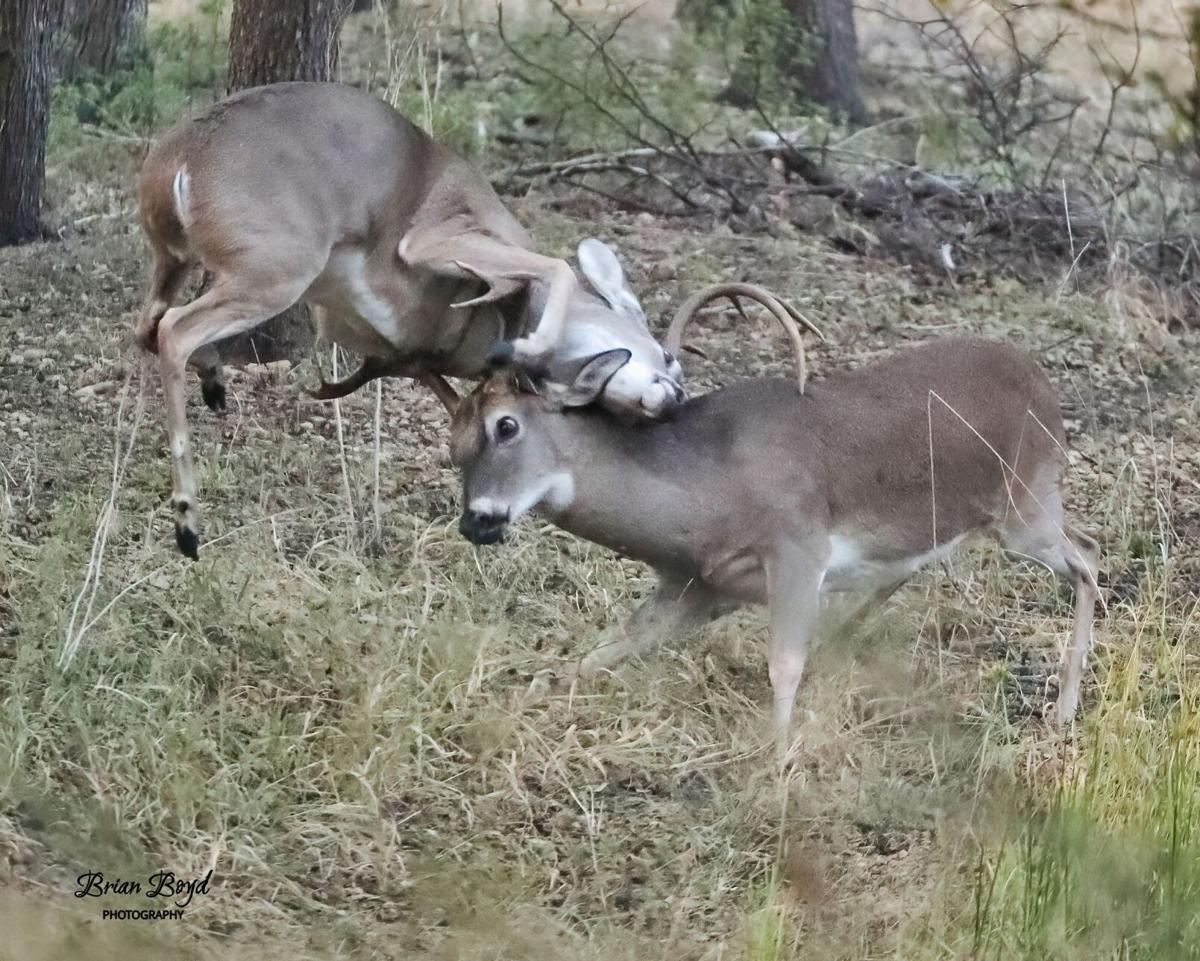 Deer Relocation: Officials Visit Hosp To Relocate Deer, But Drop