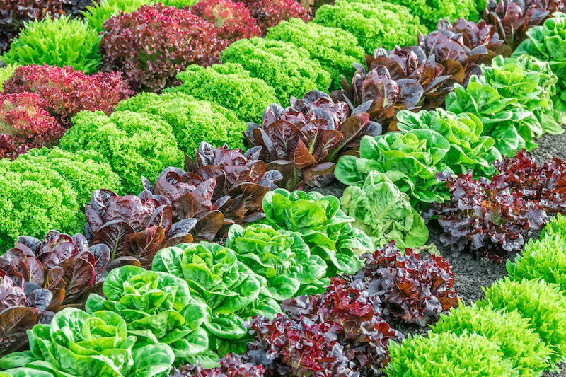 Garden - Colorful fields of lettuce, including green, red and purple varieties, grow in rows in the Salinas Valley of Central California.