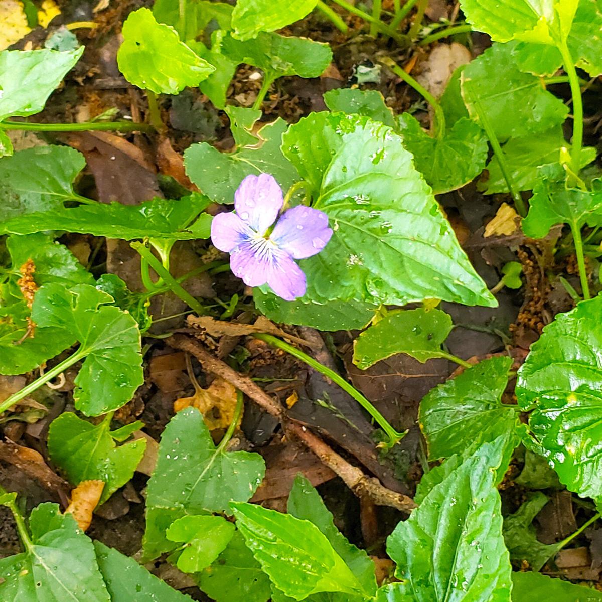 Will 2 4D Kill Wild Violets? The Ultimate Guide My Heart Lives Here