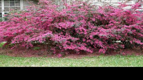 Garden Enhance Yard With Flowering Shrubs Trees Waco Today Wacotrib Com