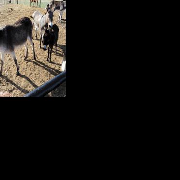 Drought exacerbated donkey abandonment problems