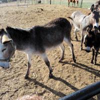 Drought exacerbated donkey abandonment problems