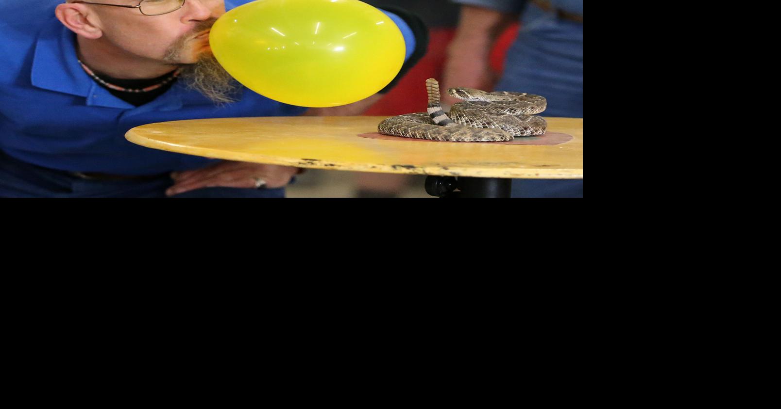 Oglesby Rattlesnake Roundup Feb. 23, 2019