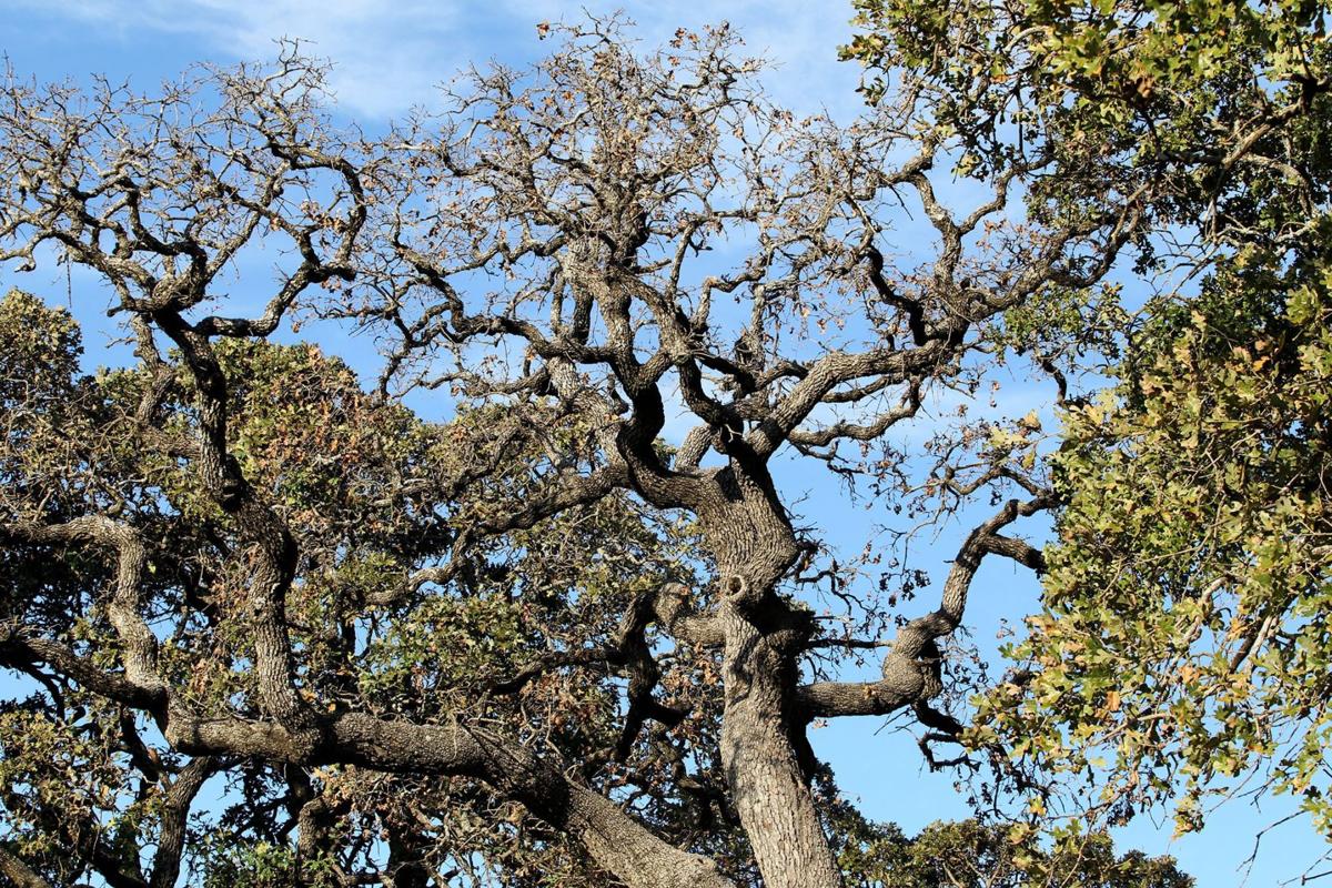 Extreme Weather Leading To Post Oak Deaths In Waco Statewide Local News Wacotrib Com