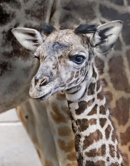 Download Cameron Park Zoo Welcomes First Baby Giraffe In 20 Years Local News Wacotrib Com