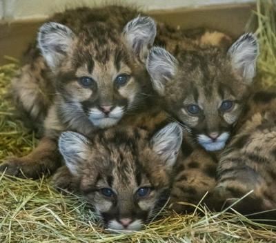 Cameron Park Zoo To Adopt Orphaned South Dakota Mountain - 