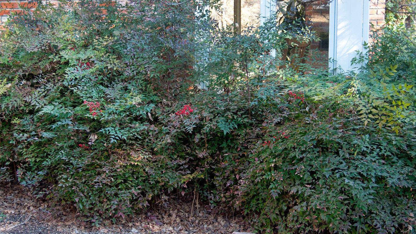 pics Hawthorn Tree Brown Leaves indian hawthorn plants turning brown