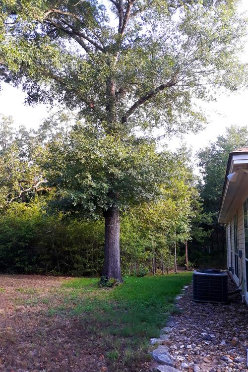 Poor oak pruning