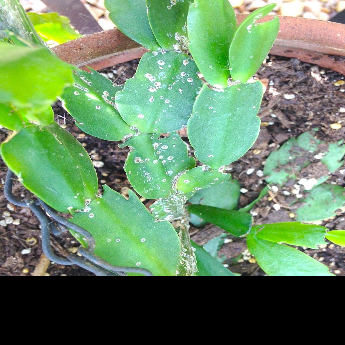 Beware Of Scale Insects On Cacti Wacotrib Com
