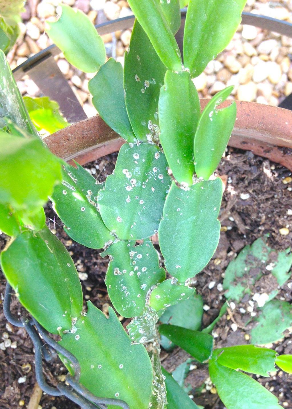 Beware Of Scale Insects On Cacti Wacotrib Com