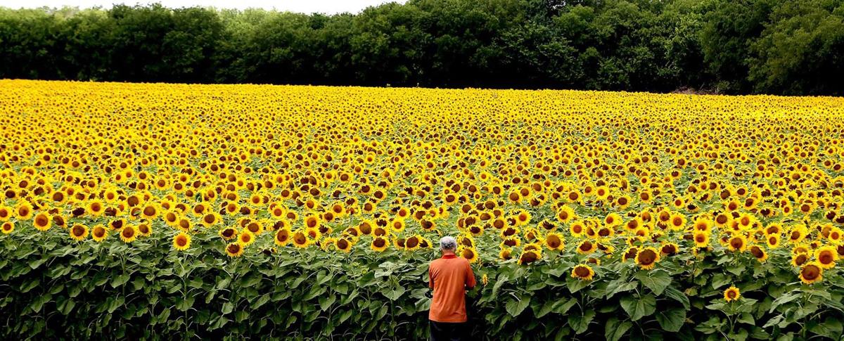 Sunflowers Ra1 Waco Today Wacotrib Com