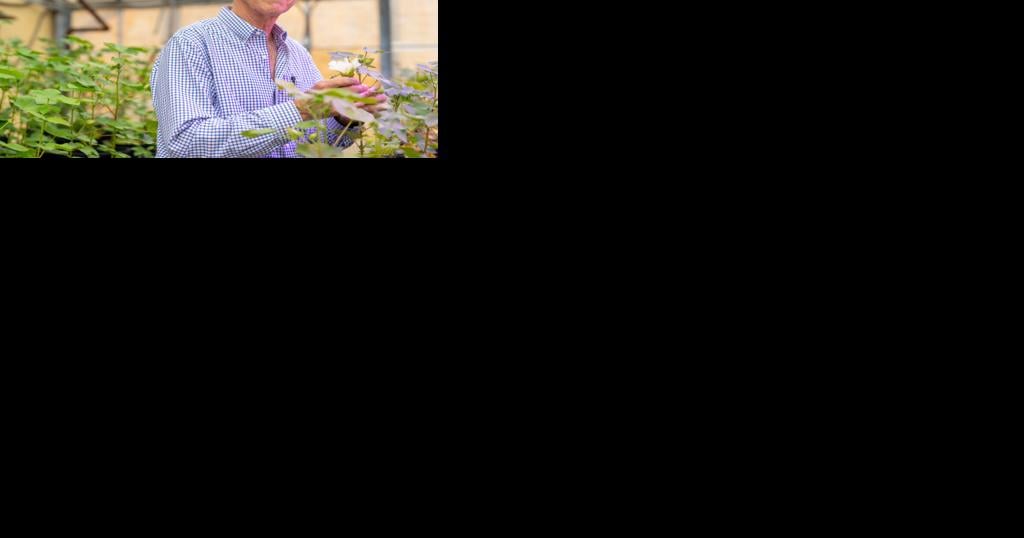 Boll weevil eradication most successful pest insect elimination program - Vimarsana News
