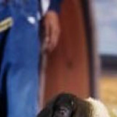 5 Year Old Looks To Repeat As Hot Fair Mutton Bustin Champ Latest Headlines Wacotrib Com