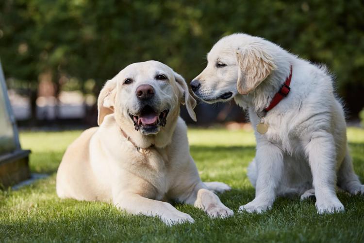 Dog Aging Project expands search for clues to healthier aging