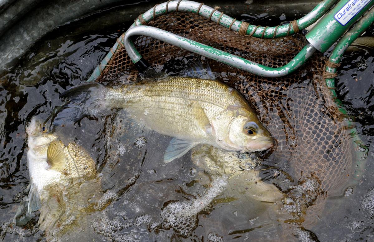 Outdoors: White bass may be tardy, but they're coming