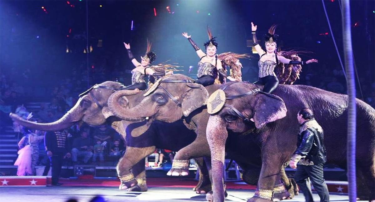 Carden Circus - elephants