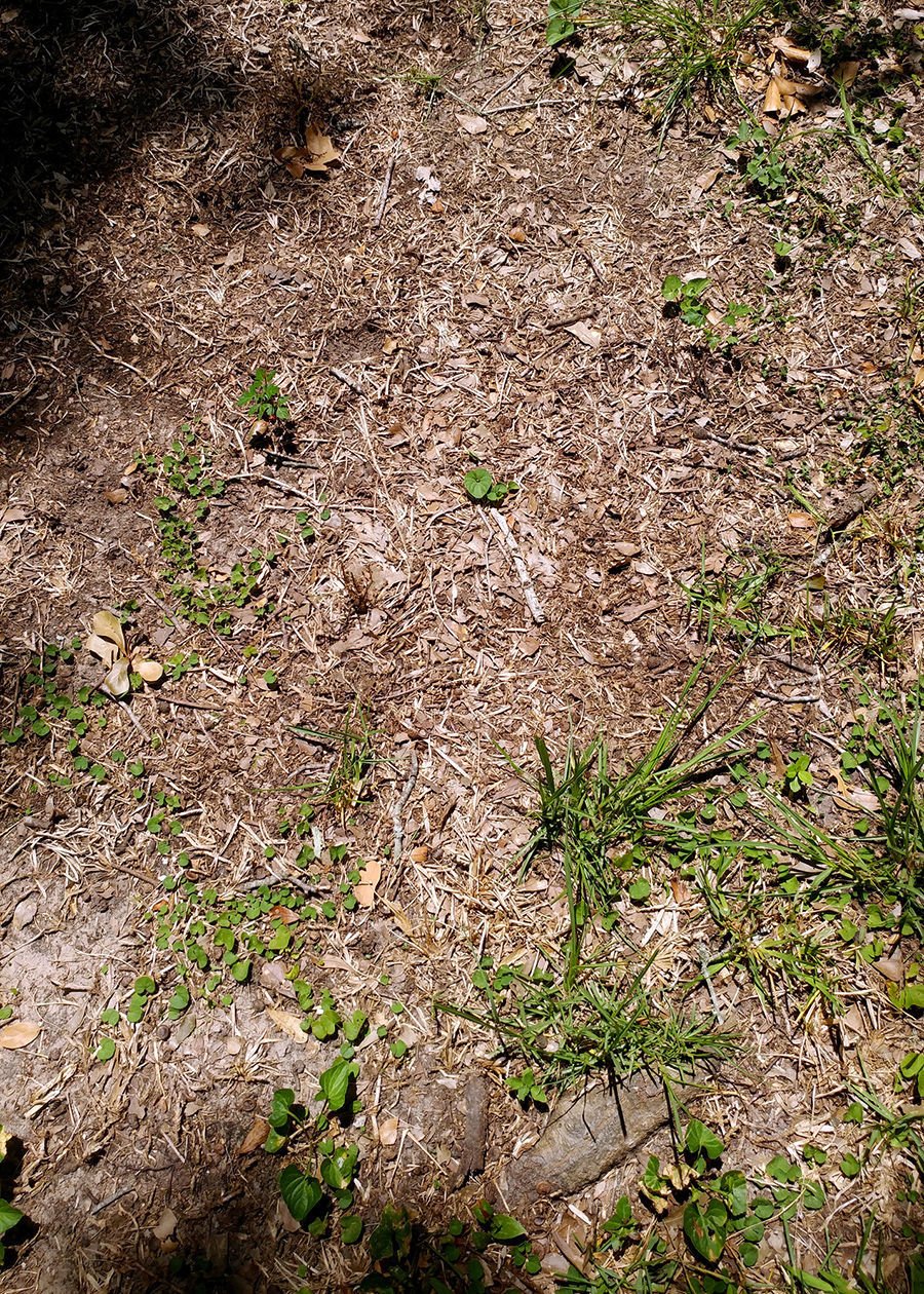 Take All Root Rot Causes Brown Patches In St Augustine Lawn Home Garden Wacotrib Com