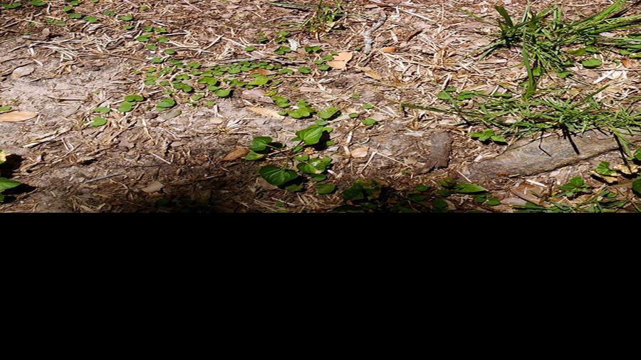 Take All Root Rot Causes Brown Patches In St Augustine Lawn Home Garden Wacotrib Com