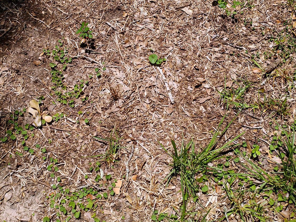 Take All Root Rot Causes Brown Patches In St Augustine Lawn Home Garden Wacotrib Com Take All Root Rot Causes Brown Patches In St Augustine Lawn Home Garden Wacotrib Com