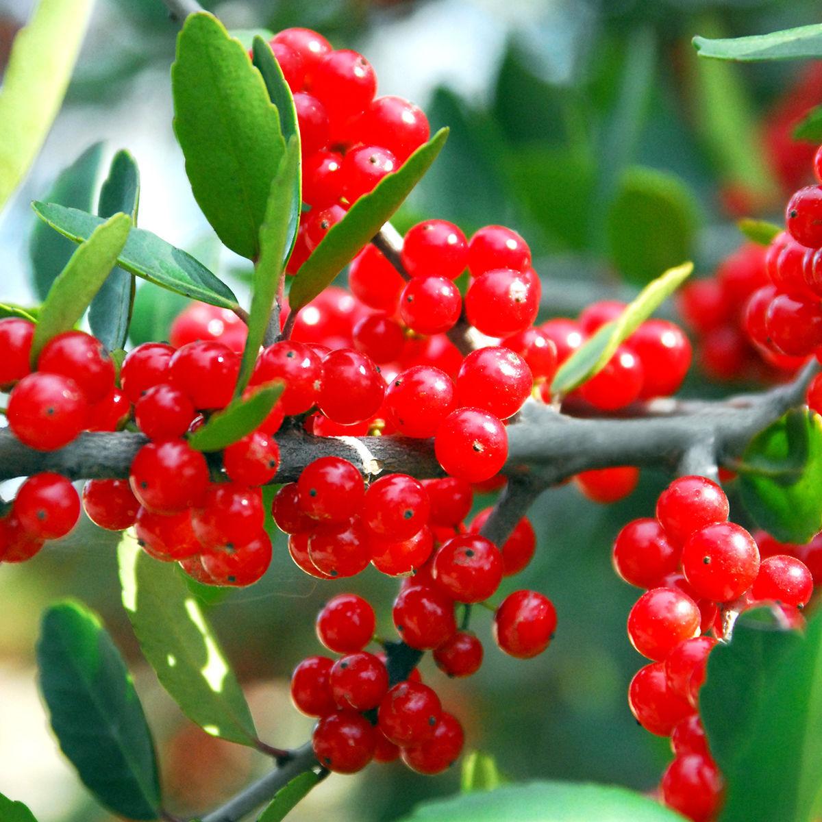 Sperry Yaupon holly tree not producing berries Local