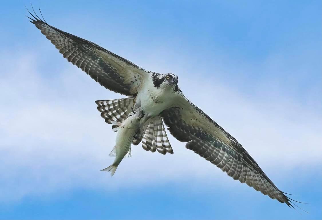 Falcon attacks an Osprey with a fish on its talons 