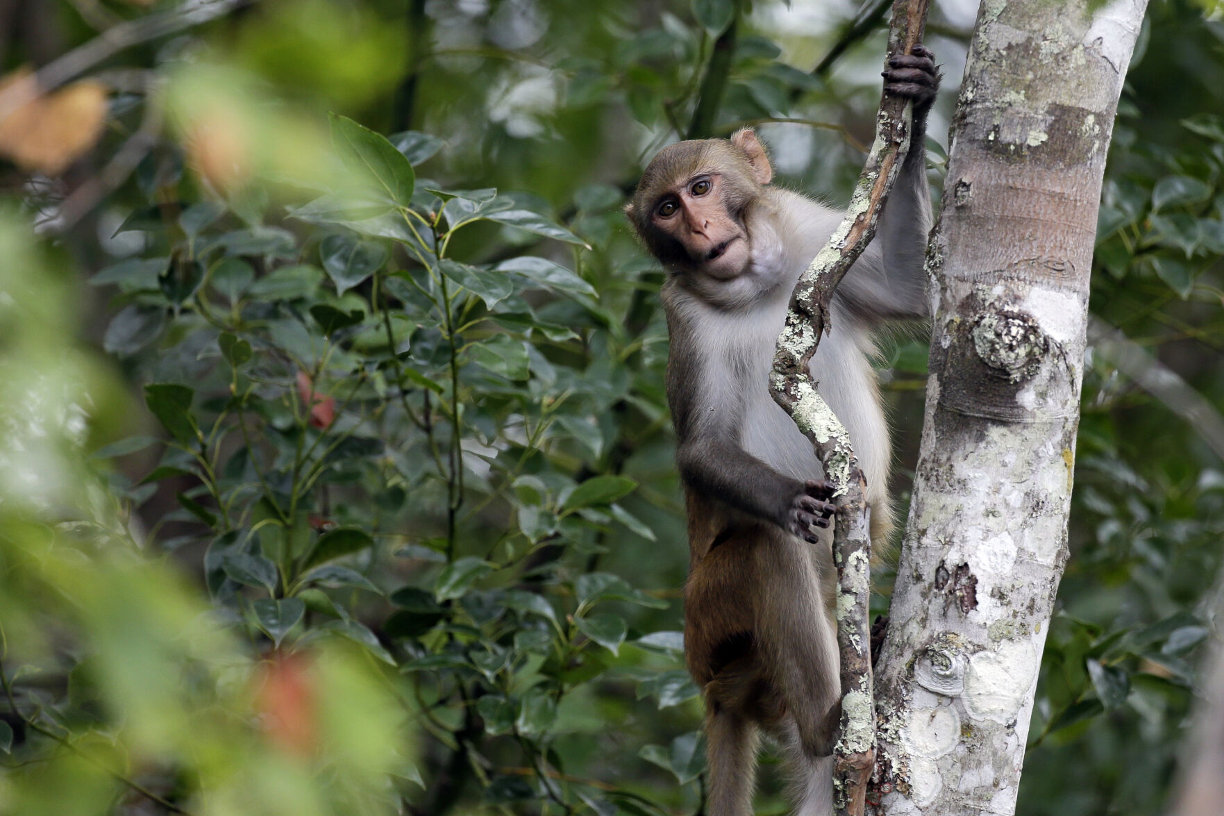 Monkeys That Escaped A Lab Are A Species Used For Human Research Since ...