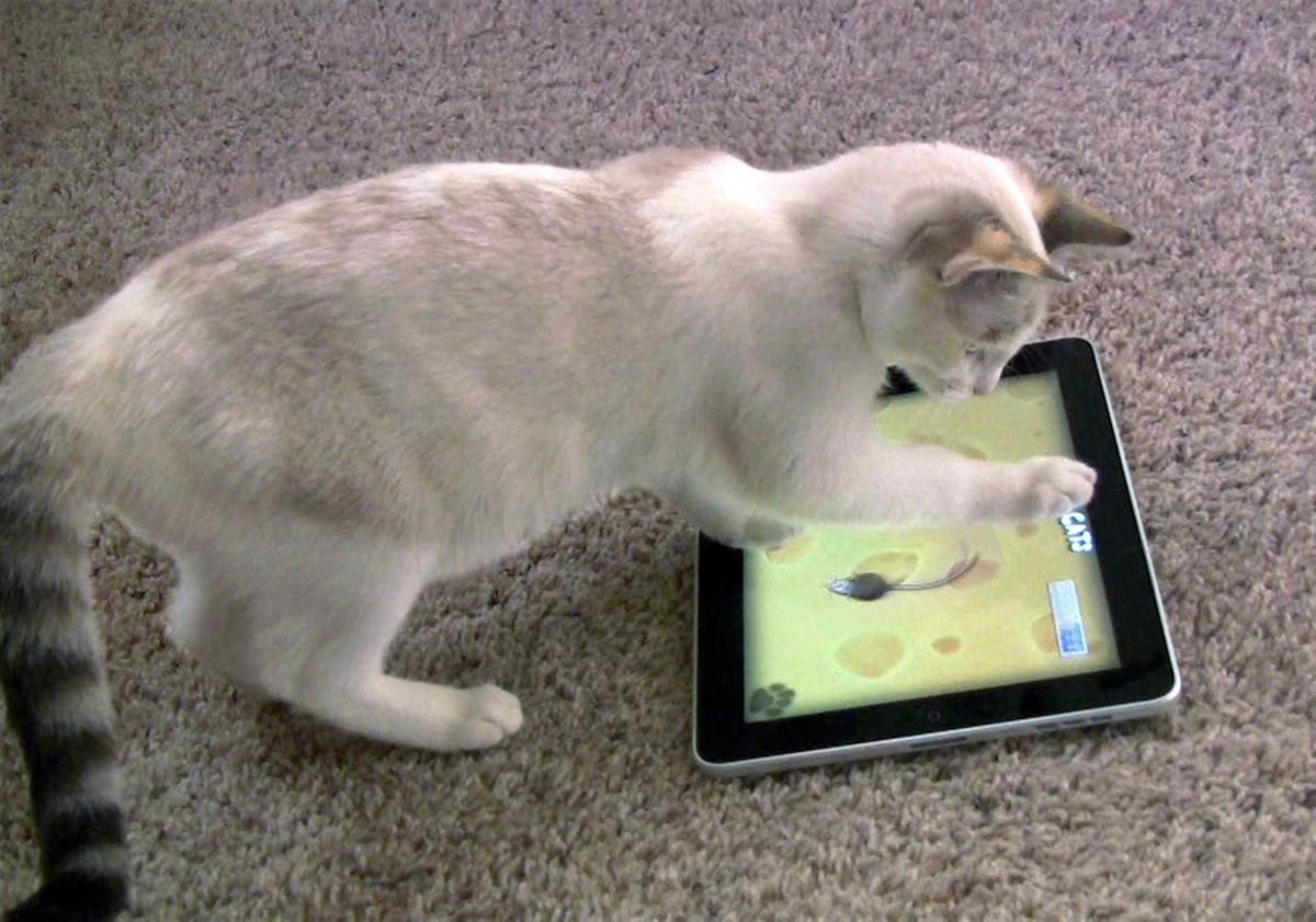 Ipad Apps Are The Cat S Meow Waco Today Wacotrib Com