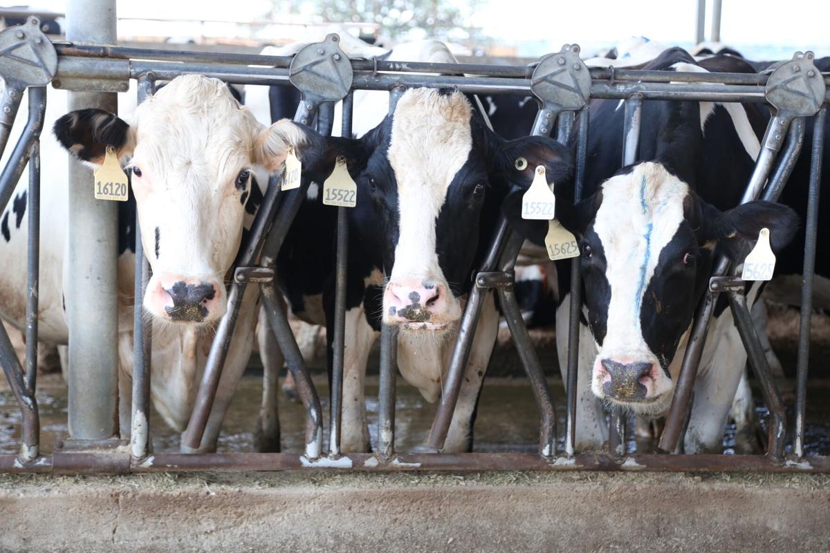 Rep. Anderson sides with Waco in struggle over upstream dairies