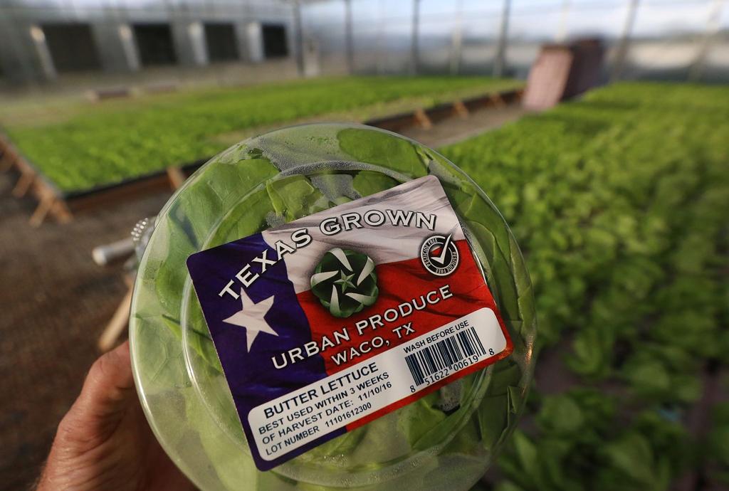 Waco Hydroponic Startup Finds Statewide Success In Lettuce