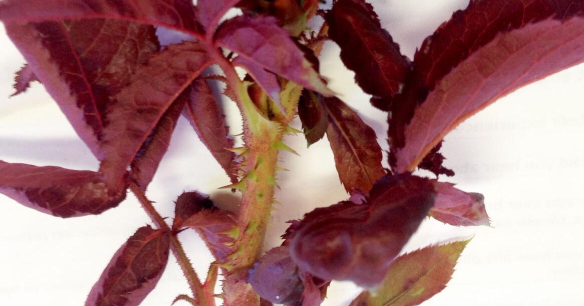 Neil Sperry: Fatal rose rosette virus claims another crop