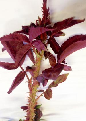 Neil Sperry: Fatal rose rosette virus claims another crop