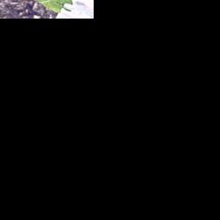 Neil Sperry: Mulch mounds a sign of lazy tree planting