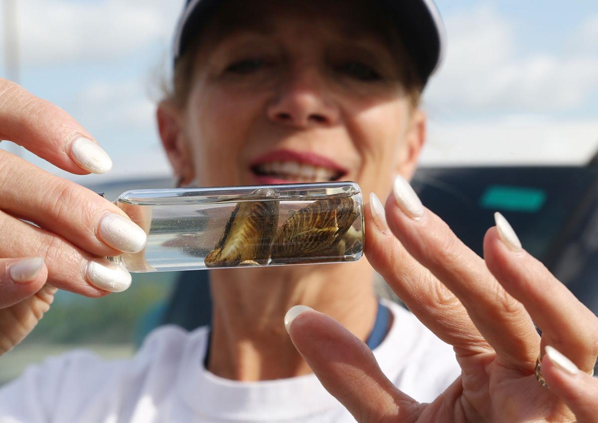 Zebra mussels (copy)