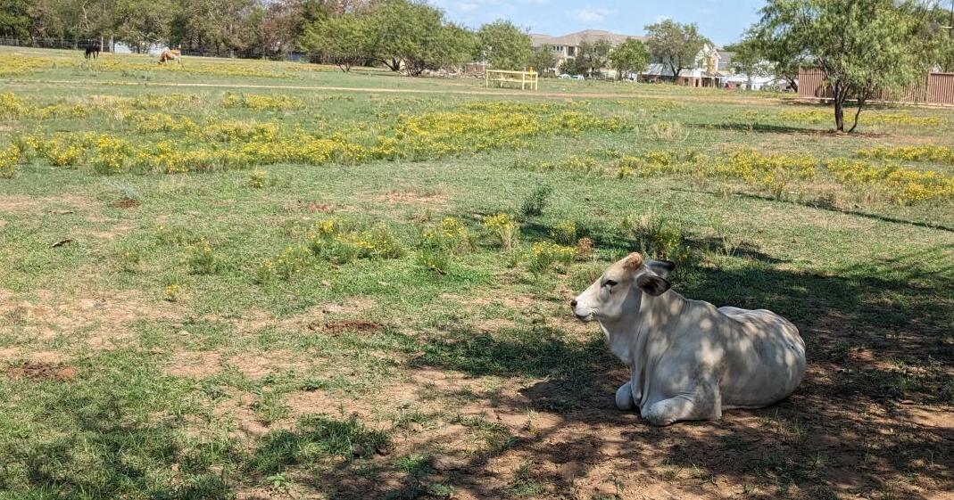 Texas' righttofarm amendment would set new bar for city regulation