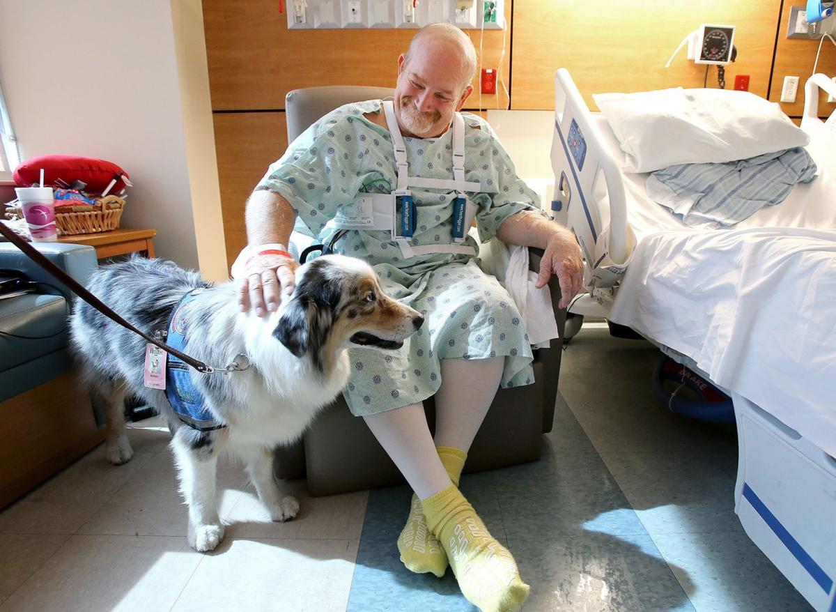Therapy dogs provide comfort to area hospital patients Local News