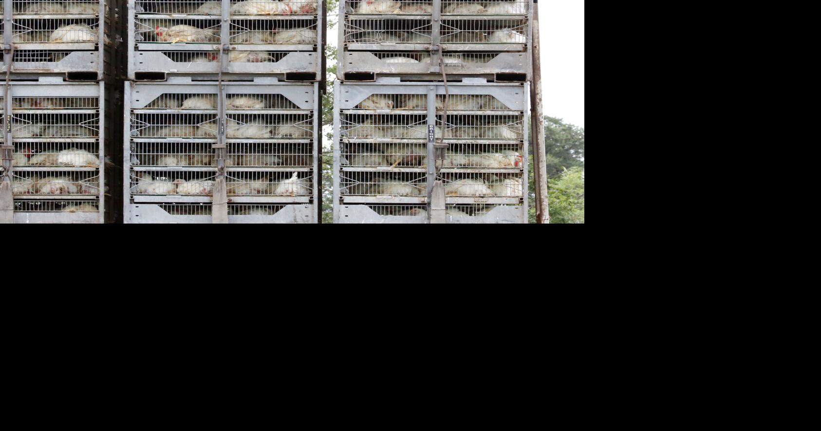 Cargill's Sanderson Farms buyout likely to leave Waco plants intact