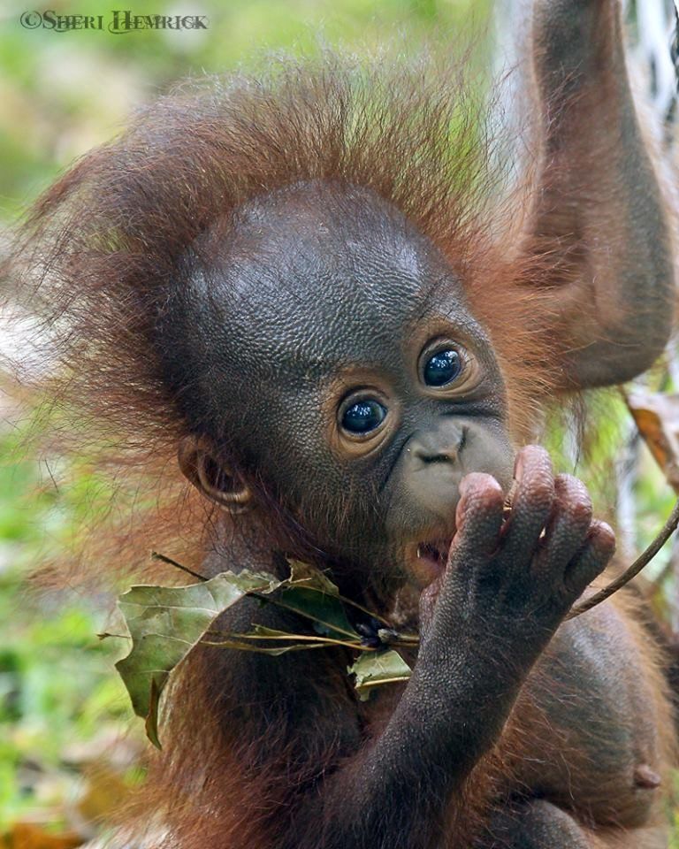  Baby  orangutan  dies at Cameron Park Zoo City Of Waco 