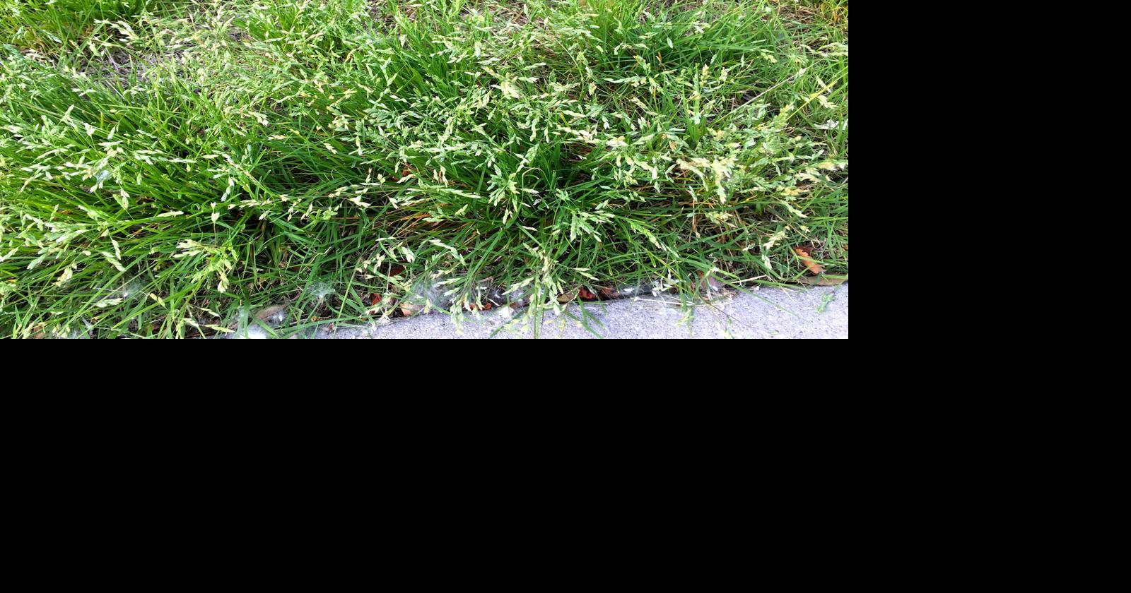 Neil Sperry Let's address these familiar lawn questions