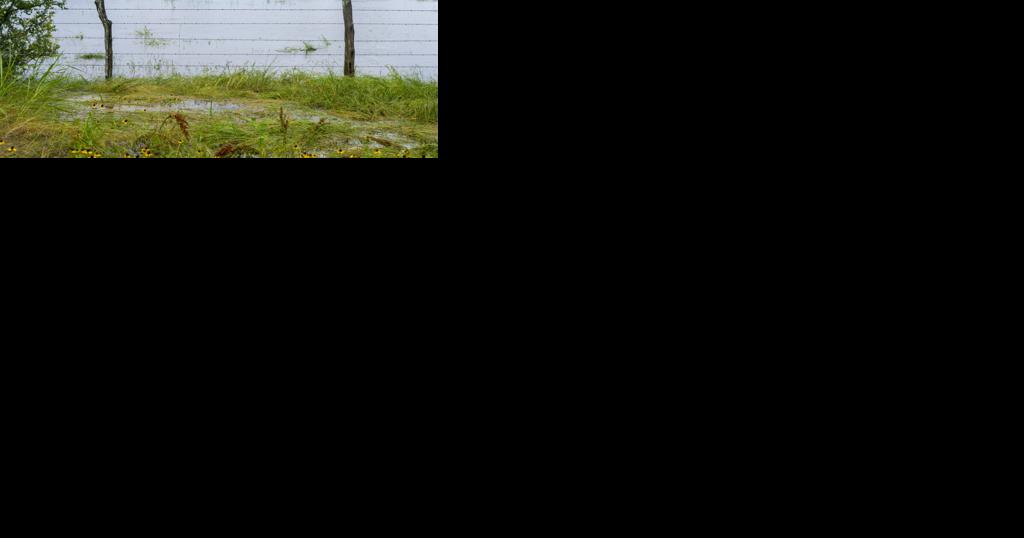 Prolonged heavy rainfall causing flooding, livestock safety concerns - Vimarsana News