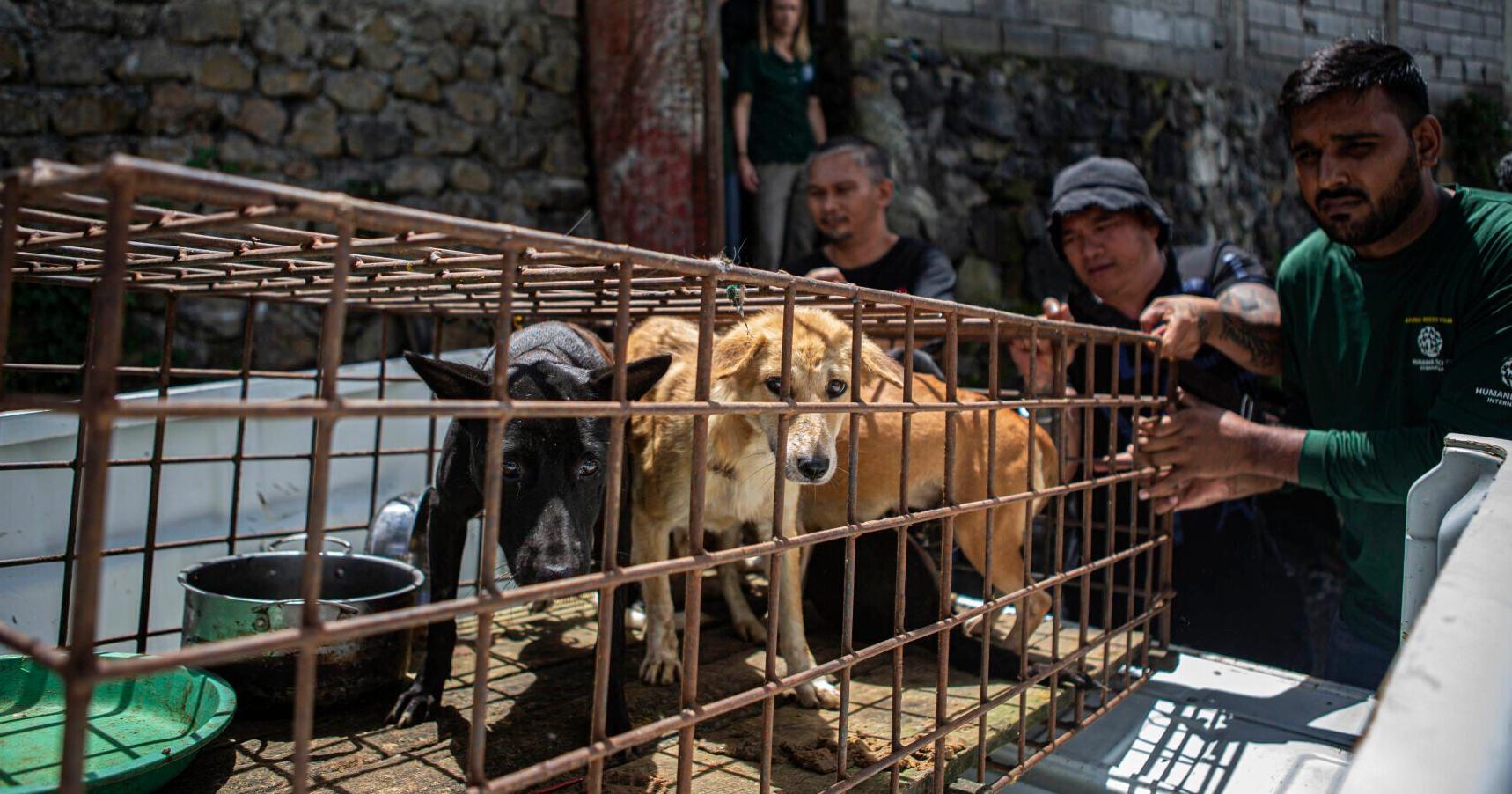 Dog and cat meat trade ended at Indonesian animal market - Vimarsana News
