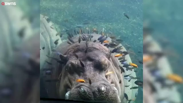 ariana grande underwater
