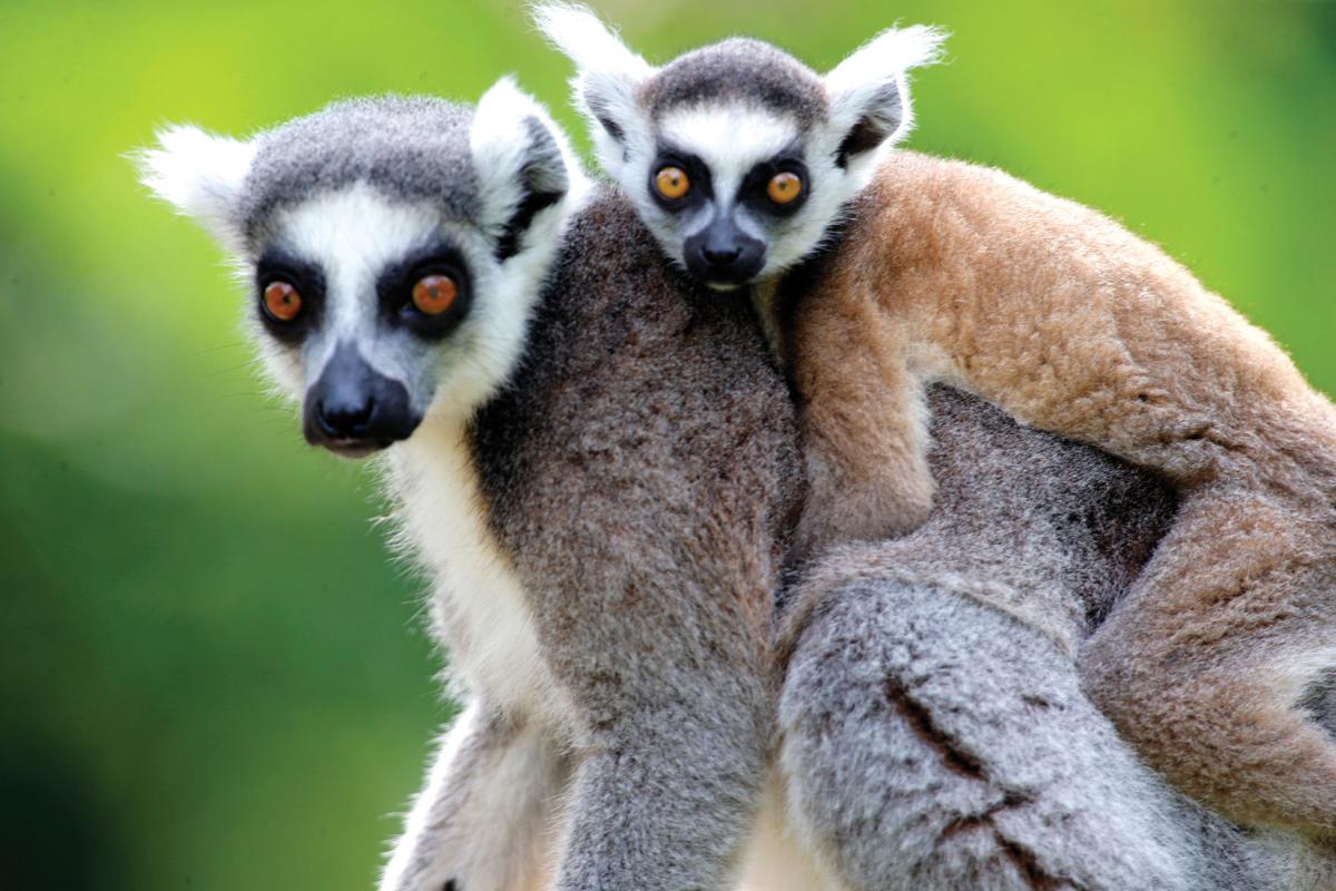 Zoolemurs.jpg