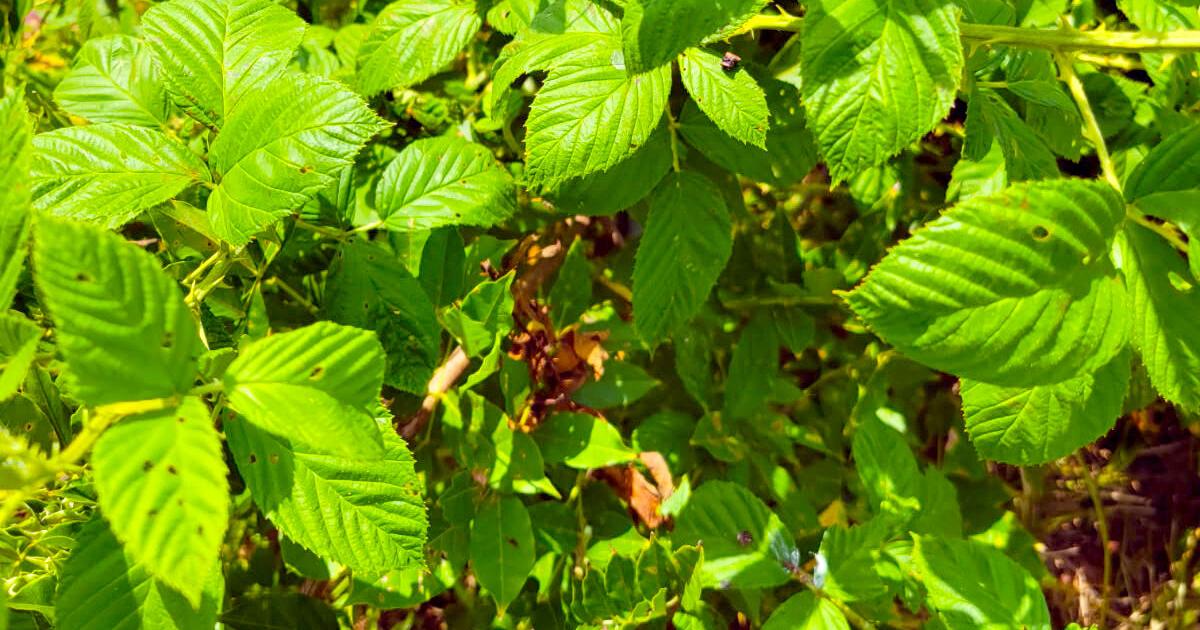 Neil Sperry: Blackberry vine a beast to control