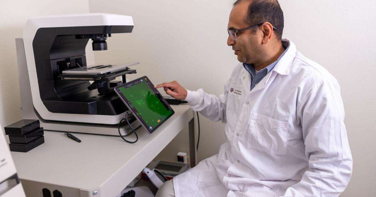 Photo: Waco Tribune-Herald Researchers advance promising therapy for fatty liver disease